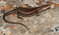 Trachylepis varia