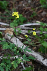 Patrinia scabiosifolia