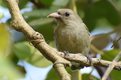 Dicaeum erythrorhynchos