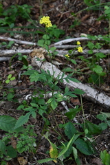 Patrinia scabiosifolia
