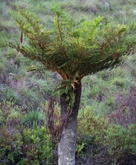 Cyathea dregei