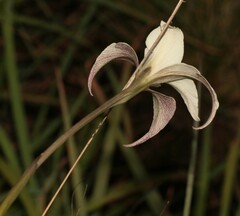 Gladiolus longicollis