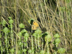 Coenonympha dorus