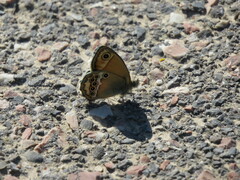 Coenonympha dorus