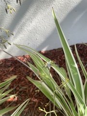 Dianella ensifolia