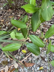 Cynophalla flexuosa