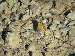 Coenonympha dorus