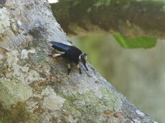 Hyperechia consimilis