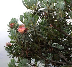 Protea roupelliae roupelliae
