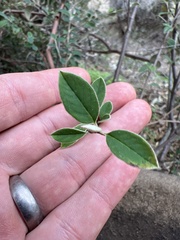 Cotoneaster pannosus