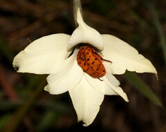 Gladiolus longicollis