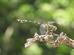 Ictinogomphus ferox