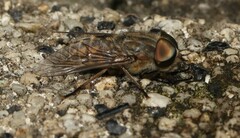 Tabanus bromius