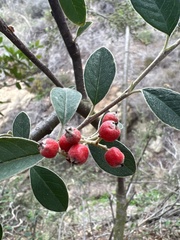 Cotoneaster pannosus