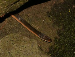 Lycodonomorphus rufulus