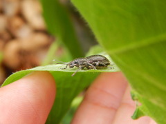 Naupactus tremolerasi