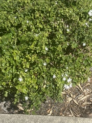 Jasminum fluminense