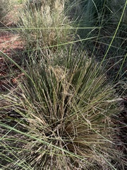 Eleocharis geniculata