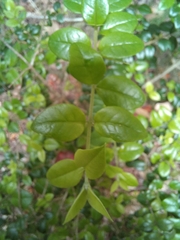 Rhaphithamnus spinosus