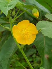 Abutilon pannosum