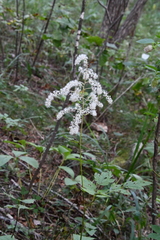 Actaea dahurica
