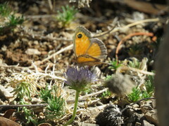 Pyronia cecilia