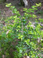 Rhaphithamnus spinosus