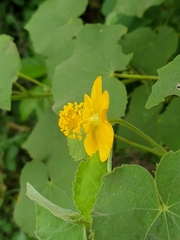 Abutilon pannosum