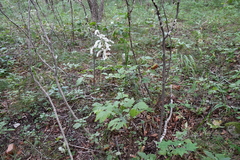 Actaea dahurica