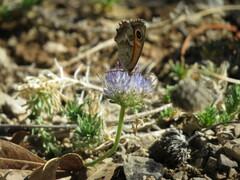 Pyronia cecilia