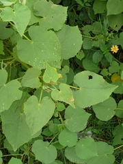 Abutilon pannosum
