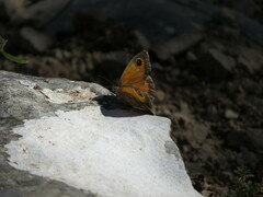 Pyronia cecilia