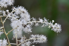 Actaea dahurica