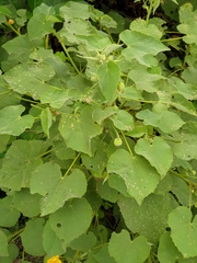 Abutilon pannosum
