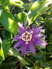 Passiflora