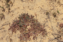 Euphorbia tuberosa