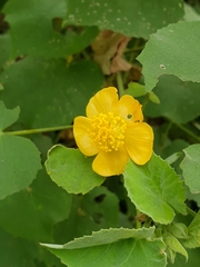 Abutilon pannosum