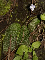 Streptocarpus confusus confusus