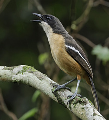 Laniarius ferrugineus