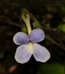 Streptocarpus confusus confusus