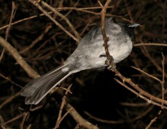 Trochocercus cyanomelas