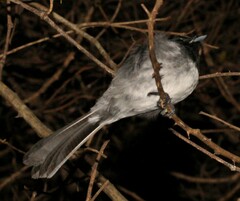 Trochocercus cyanomelas