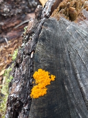 Badhamia utricularis