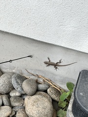Sceloporus occidentalis