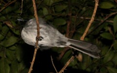Trochocercus cyanomelas