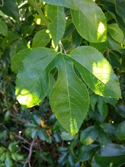 Passiflora