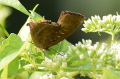 Mahathala ameria
