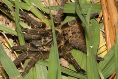 Harpactirinae