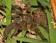 Harpactirinae