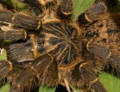 Harpactirinae